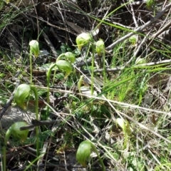 Pterostylis nutans at Hackett, ACT - 13 Sep 2015