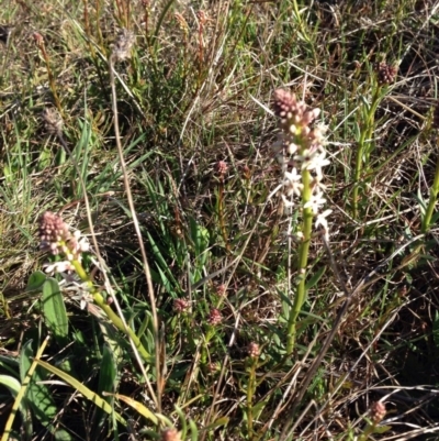 Stackhousia monogyna (Creamy Candles) at Nicholls, ACT - 7 Sep 2015 by gavinlongmuir