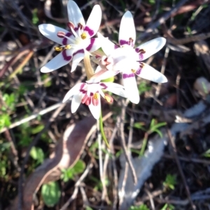 Wurmbea dioica subsp. dioica at Nicholls, ACT - 13 Sep 2015 07:04 PM