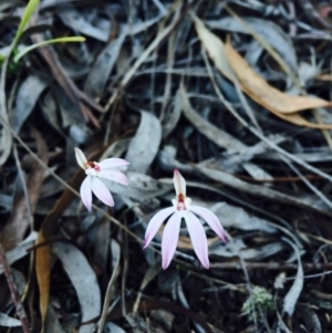 Caladenia fuscata at Bruce, ACT - suppressed