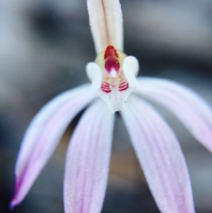 Caladenia fuscata at Bruce, ACT - suppressed