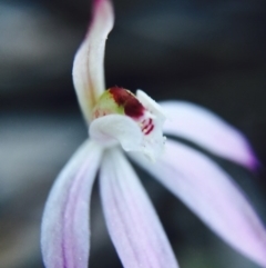 Caladenia fuscata at Bruce, ACT - suppressed