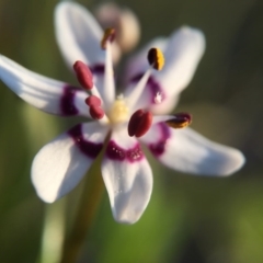 Wurmbea dioica subsp. dioica (Early Nancy) at Cook, ACT - 13 Sep 2015 by JasonC