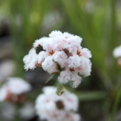 Leucopogon sp. (A Beard-heath) at Cook, ACT - 13 Sep 2015 by JasonC