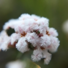 Leucopogon or Styphelia sp. at Cook, ACT - 13 Sep 2015