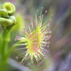 Drosera (genus) (A Sundew) at Belconnen, ACT - 13 Sep 2015 by JasonC