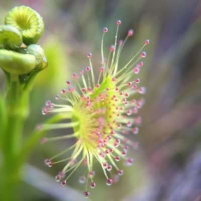 Drosera sp. (A Sundew) at Belconnen, ACT - 13 Sep 2015 by JasonC