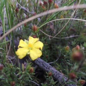 Hibbertia calycina at Bruce, ACT - 13 Sep 2015