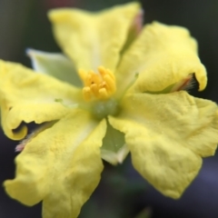 Hibbertia calycina at Bruce, ACT - 13 Sep 2015