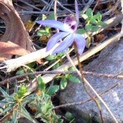 Cyanicula caerulea (Blue Fingers, Blue Fairies) at Percival Hill - 13 Sep 2015 by gavinlongmuir