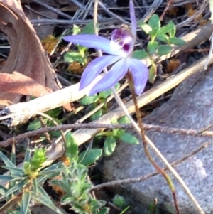 Cyanicula caerulea at Nicholls, ACT - suppressed