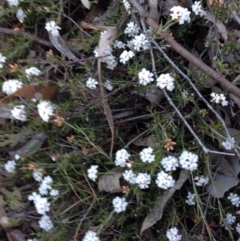 Leucopogon or Styphelia sp. (A Beard-heath) at Nicholls, ACT - 13 Sep 2015 by gavinlongmuir