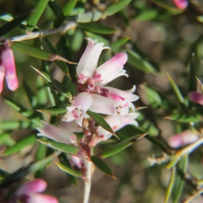 Lissanthe strigosa subsp. subulata (Peach Heath) at Percival Hill - 29 Aug 2015 by gavinlongmuir