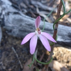 Caladenia fuscata (Dusky Fingers) at Bruce, ACT - 13 Sep 2015 by JanetRussell