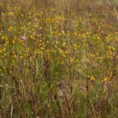 Themeda triandra (Kangaroo Grass) at Conder, ACT - 20 Nov 2000 by MichaelBedingfield