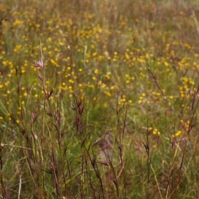 Themeda triandra (Kangaroo Grass) at Conder, ACT - 19 Nov 2000 by michaelb