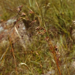 Themeda triandra at Theodore, ACT - 3 Jan 2000 12:00 AM