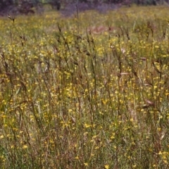 Themeda triandra (Kangaroo Grass) at Conder, ACT - 27 Nov 1999 by michaelb