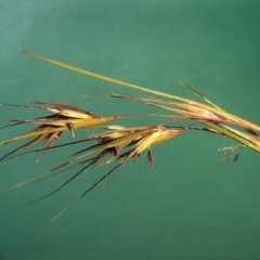 Themeda triandra (Kangaroo Grass) at Paddys River, ACT - 11 Mar 2007 by MichaelBedingfield