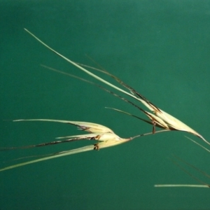 Themeda triandra at Bonython, ACT - 11 Mar 2007