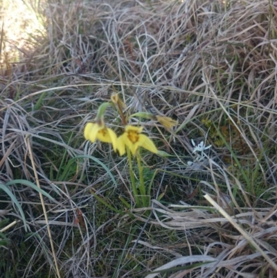 Diuris chryseopsis (Golden Moth) at Sherwood Forest - 13 Sep 2015 by gregbaines