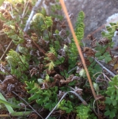 Cheilanthes distans (Bristly Cloak Fern) at Molonglo River Reserve - 14 Sep 2015 by RichardMilner