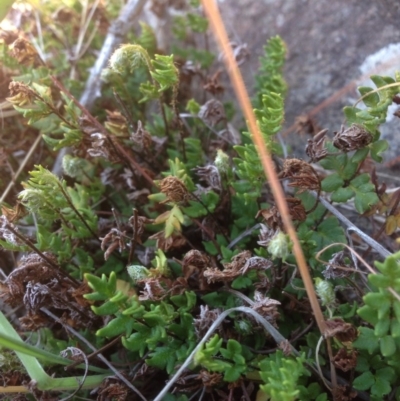 Cheilanthes distans (Bristly Cloak Fern) at Molonglo River Reserve - 14 Sep 2015 by RichardMilner