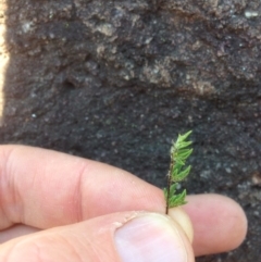 Cheilanthes distans at Molonglo River Reserve - 14 Sep 2015 01:51 PM