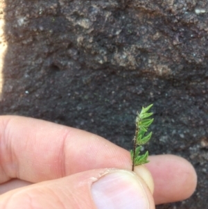 Cheilanthes distans at Molonglo River Reserve - 14 Sep 2015