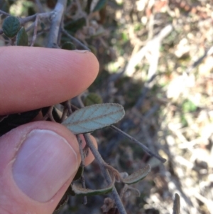 Pomaderris betulina subsp. betulina at Molonglo River Reserve - 14 Sep 2015