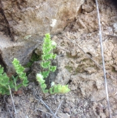 Cheilanthes distans (Bristly Cloak Fern) at Molonglo River Reserve - 14 Sep 2015 by RichardMilner