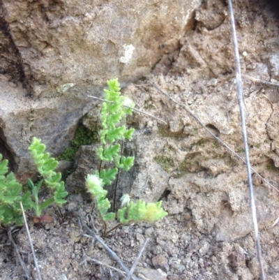 Cheilanthes distans (Bristly Cloak Fern) at Molonglo, ACT - 14 Sep 2015 by RichardMilner