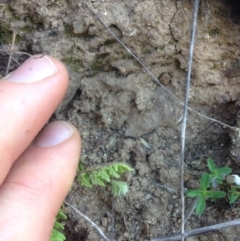 Cheilanthes distans at Molonglo River Reserve - 14 Sep 2015 02:08 PM