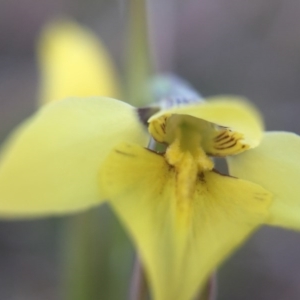 Diuris chryseopsis at Gungahlin, ACT - suppressed