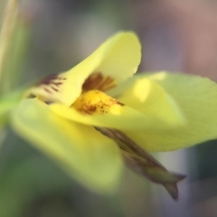 Diuris chryseopsis at Gungahlin, ACT - suppressed