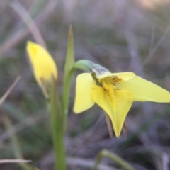 Diuris chryseopsis at Gungahlin, ACT - suppressed