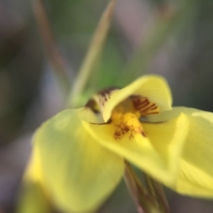 Diuris chryseopsis at Gungahlin, ACT - suppressed