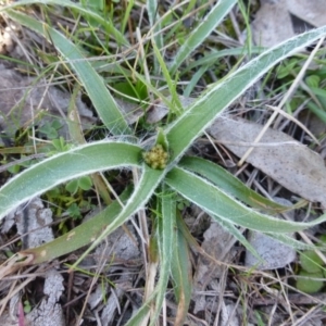 Luzula densiflora at Garran, ACT - 13 Sep 2015