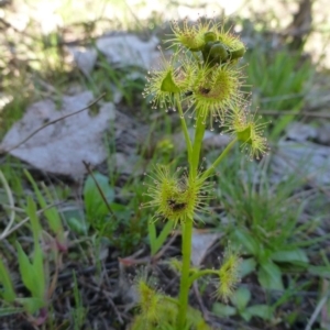 Drosera sp. at Garran, ACT - 13 Sep 2015