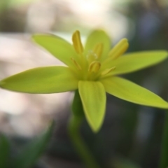 Hypoxis hygrometrica (Golden Weather-grass) at Gungahlin, ACT - 14 Sep 2015 by JasonC