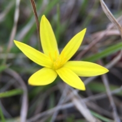 Hypoxis hygrometrica at Gungahlin, ACT - 14 Sep 2015 07:30 PM