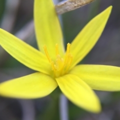 Hypoxis hygrometrica at Gungahlin, ACT - 14 Sep 2015 07:30 PM