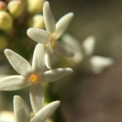 Stackhousia monogyna (Creamy Candles) at Gungahlin, ACT - 14 Sep 2015 by JasonC