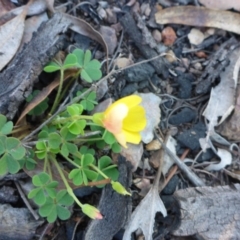 Oxalis (genus) (Wood Sorrel) at Bruce, ACT - 13 Sep 2015 by JanetRussell
