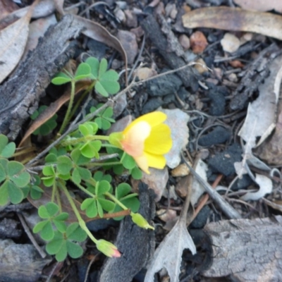 Oxalis (genus) (Wood Sorrel) at Bruce, ACT - 13 Sep 2015 by JanetRussell