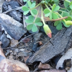 Oxalis sp. at Bruce, ACT - 13 Sep 2015 04:11 PM