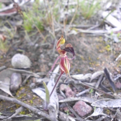 Caladenia actensis (Canberra Spider Orchid) at Majura, ACT - 12 Sep 2015 by SilkeSma