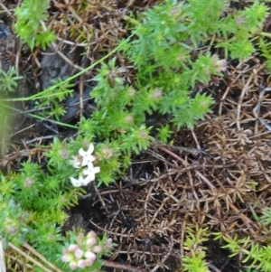 Asperula conferta at Molonglo Valley, ACT - 3 Sep 2015