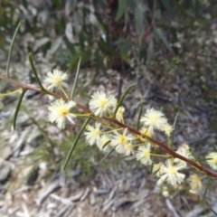 Acacia genistifolia (Early Wattle) at Molonglo Valley, ACT - 10 Sep 2015 by galah681