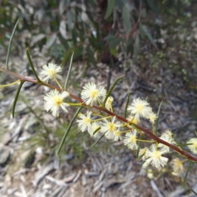 Acacia genistifolia (Early Wattle) at Molonglo Valley, ACT - 10 Sep 2015 by galah681